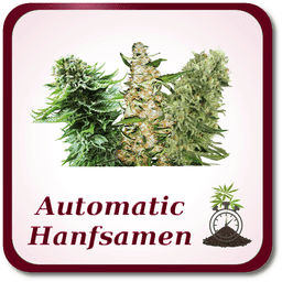 Autoflowering Hanfsamen Autoflowering Hanfsamen