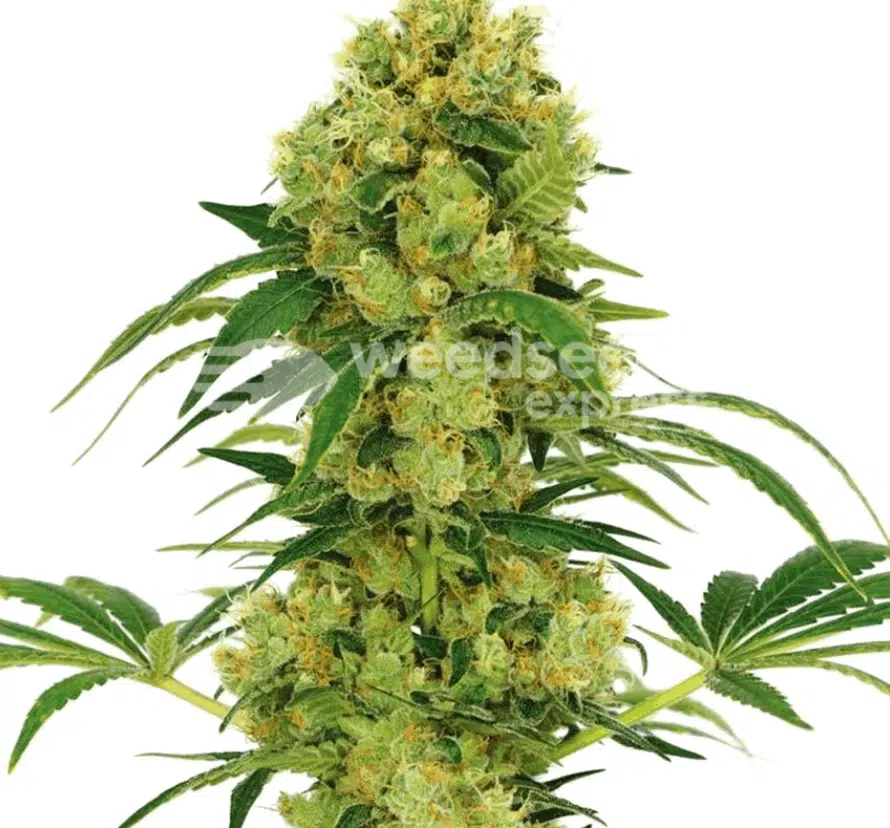 Cannabis-Samen mit hohem Ertrag: Wichtig für Züchter