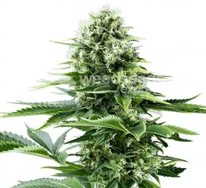 Big Haze