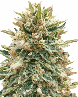 Bubba Kush