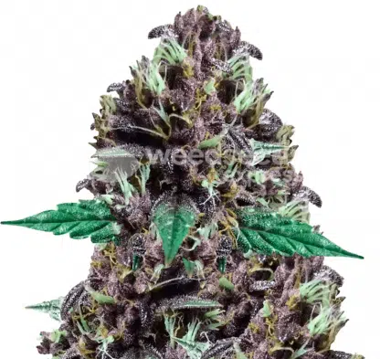 CBD Purple Kush