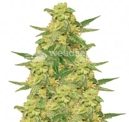 Chiquita Banana