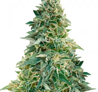 Jack Herer