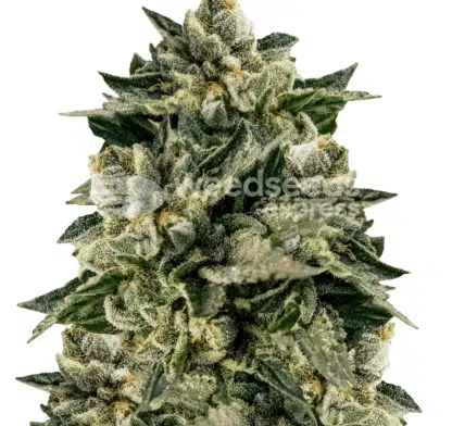 Skywalker OG